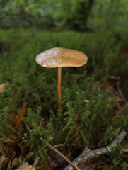 Champignons sauvages en forêt : Texture et forme naturelles