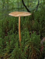 Champignons sauvages en forêt : Texture et forme naturelles