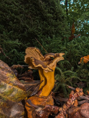 Champignons sauvages en forêt : Texture et forme naturelles