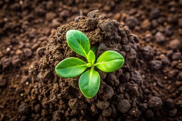 Naklejka premium Small green plant sprouting from the earth high angle
