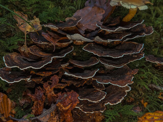 Champignons sauvages en forêt : Texture et forme naturelles