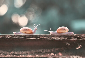Communication of two snails. Symbol of love, dialogue and friendship. Two cute snails are together. Cheerful two snail with a happy expression, funny animal concept, wide banner, empty space.