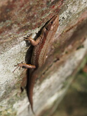 Eidechse an Steinwand