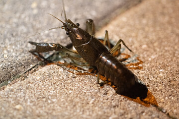 Live crawfish on concrete