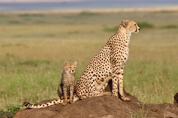 Cheetah and Cub on Safari: Majestic Wildlife in Serengeti