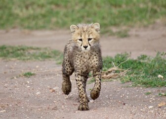 Cheetah cub running in Serengeti