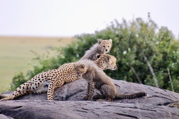 Cheetah family with cubs on Serengeti Safari