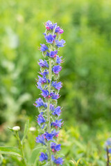 Fototapeta premium Close up of a vipers bugloss (echium vulgare) flower