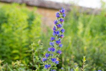 Vipers bugloss (echium vulgare) flowers in bloom