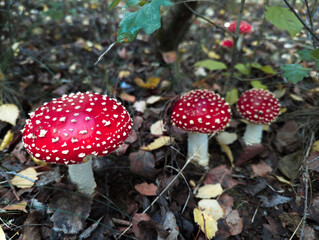 Beautiful nature of the autumn season.