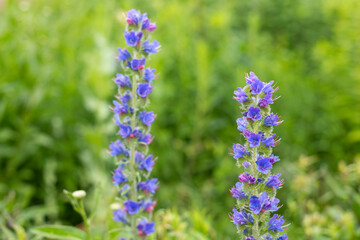 Close up of a vipers bugloss (echium vulgare) flower