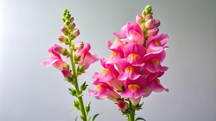 Pink snapdragon flower isolated on white background