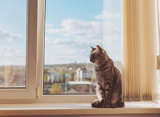 Beautiful grey cat sitting on windowsill. Grey Striped Cat in Window. 