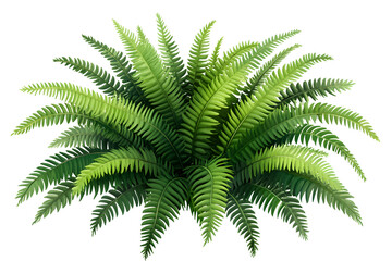 illustration of a fern plant with long, delicate fronds, isolated on a white background