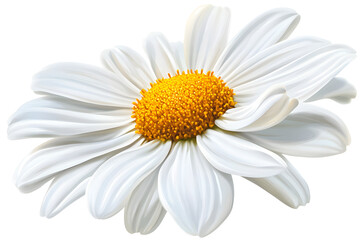 Fototapeta premium illustration of a daisy with white petals and a yellow center, isolated on a white background
