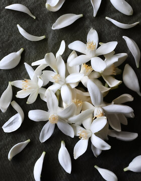 A Neroli blossom. White citrus tree bloom pattern texture background