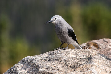 Clark's Nutcracker Perched on Stone