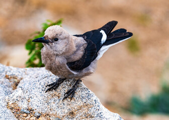 Clark's Nutcracker Perched on Stone