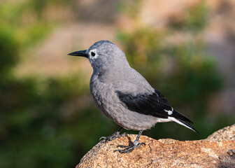 Clark's Nutcracker Perched on Stone