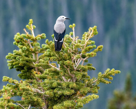 Clark's Nutcracker Perched in Pine Tree in Rocky Mountains National Park