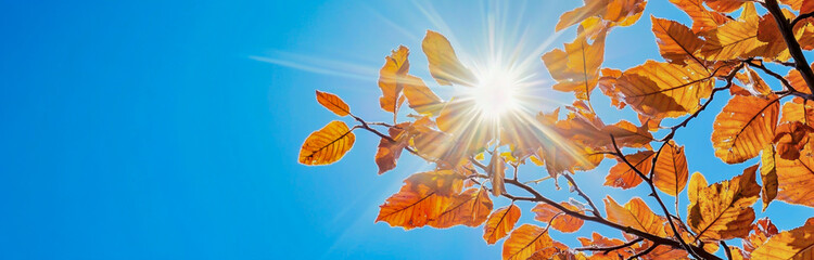 autumn leaves against blue sky