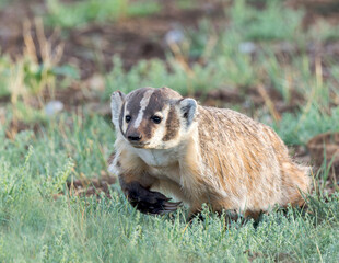 An American Badger on the Wyoming prairie.