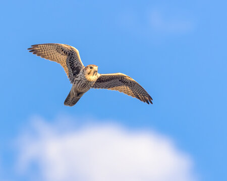 A Prairie Falcon soars with the clouds in Wyoming