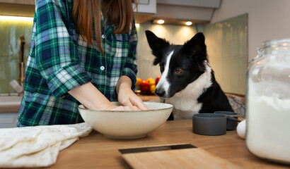 A cozy kitchen scene where a person wearing a green plaid shirt is preparing something in a large bowl. A women prepares food and a curious border collie watches her. Life with a dog