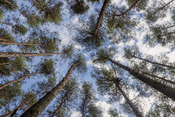 A forest
