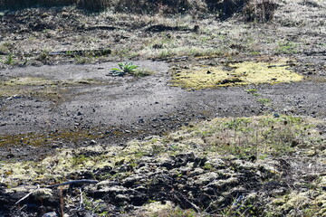 Happy green plant amidst a pile of broken concrete and rubble.