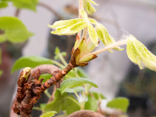 Chestnut Leafs objects and background.