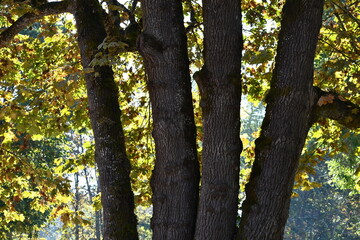 Multi trunk tree, Autumn, closeup.