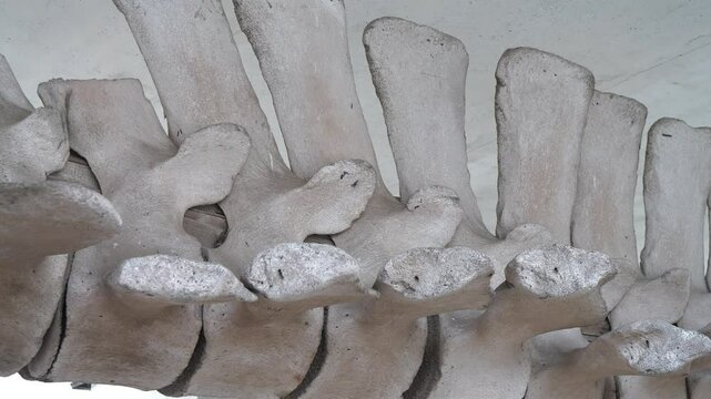 Huge grey skeleton of big blue whale. Whale spine. Real whale bones. Balaenoptera musculus