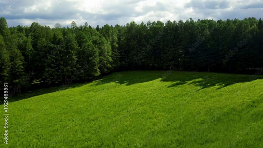 Poster vibrant green grass field meets a dense forest, creating a picturesque scene of nature's beauty unde