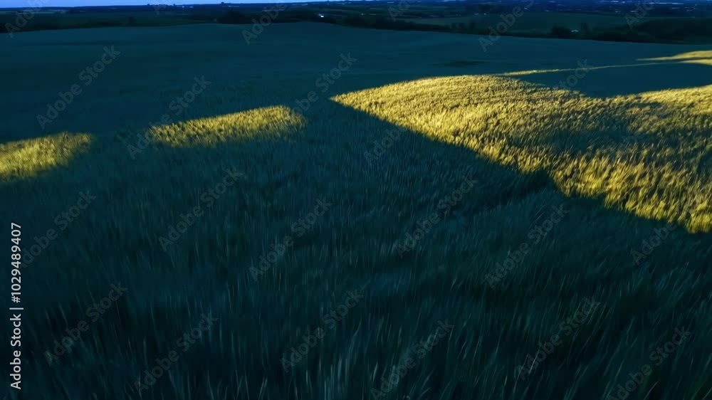 Poster warm light bathes a wheat field at sunset, creating a serene atmosphere. green crops stand out again