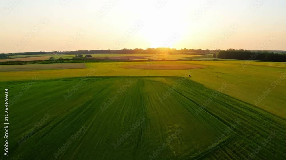 Poster Sun setting over lush green field with neat crop lines, creating serene countryside scene bathed in golden evening light