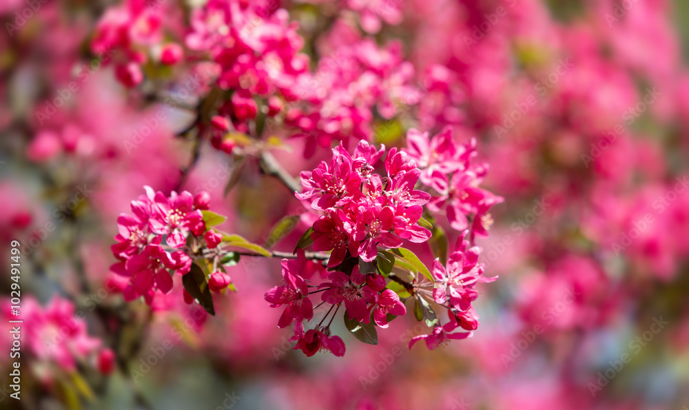 Poster Branch with pink apple flowers