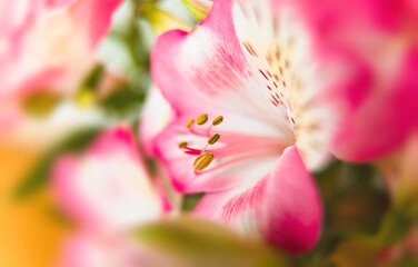 Alstroemeria flowers