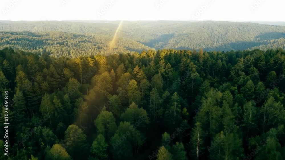Poster sunlight is illuminating a lush green evergreen forest from above, creating a breathtaking aerial vi