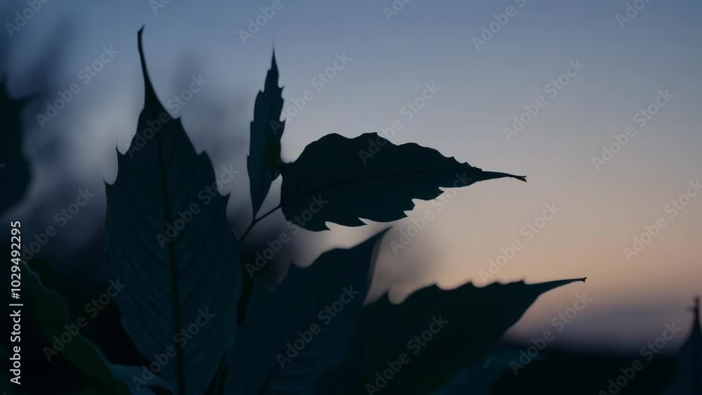 Poster the tranquil and serene scene is captured as the fading light of the setting sun illuminates the sil