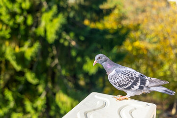 Close-up of a pigeon perched outdoors with blurred foliage background. A detailed close-up of a pigeon standing on a light-colored surface outdoors, with a natural, blurred green and yellow foliage