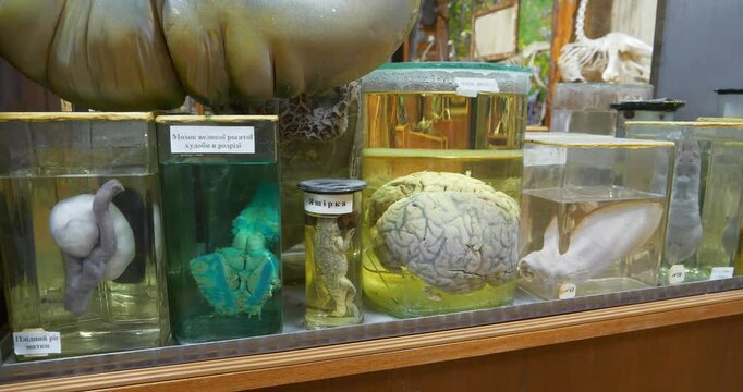 Internal organs of human and animals. Animals internals in glass jars with formaldehyde for medical research in institute, among which fertile horn of uterus, cow brain, lizard and real human brain