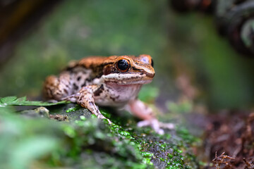 Black-striped or Black-spotted Stream Frog (Sylvirana nigrovittata)