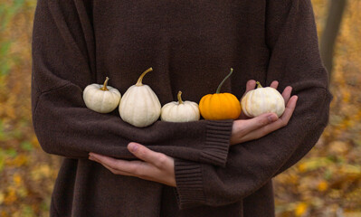 young woman holds small multi-colored pumpkins in her hands