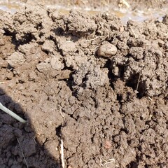 soil in the ground