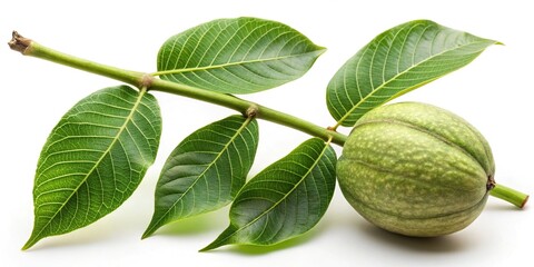 Walnut branch with unripe nuts isolated on white background in a tilted angle