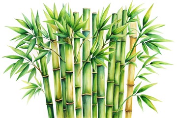 Fototapeta premium watercolor bamboo clipart isolated on white background Macro