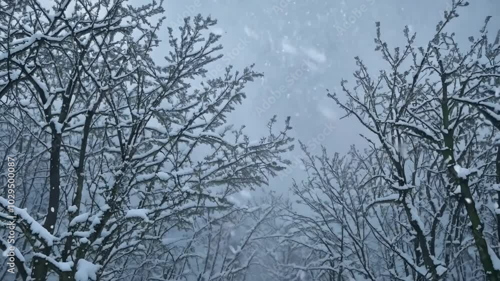 Leinwandbilder snow is falling heavily on a group of trees, creating a beautiful and serene winter scene. the branc