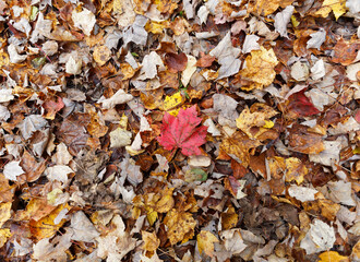 Dead leaves on the ground