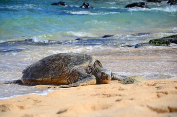 Sea Turtle on Beach